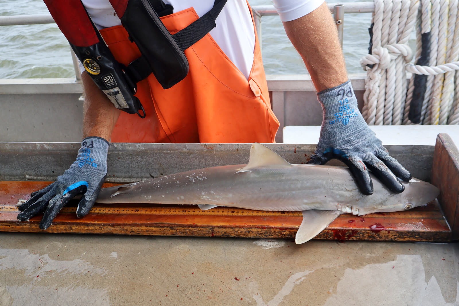 Crew measuring a shark during SEAMAP Bottom Longline Survey catch processing