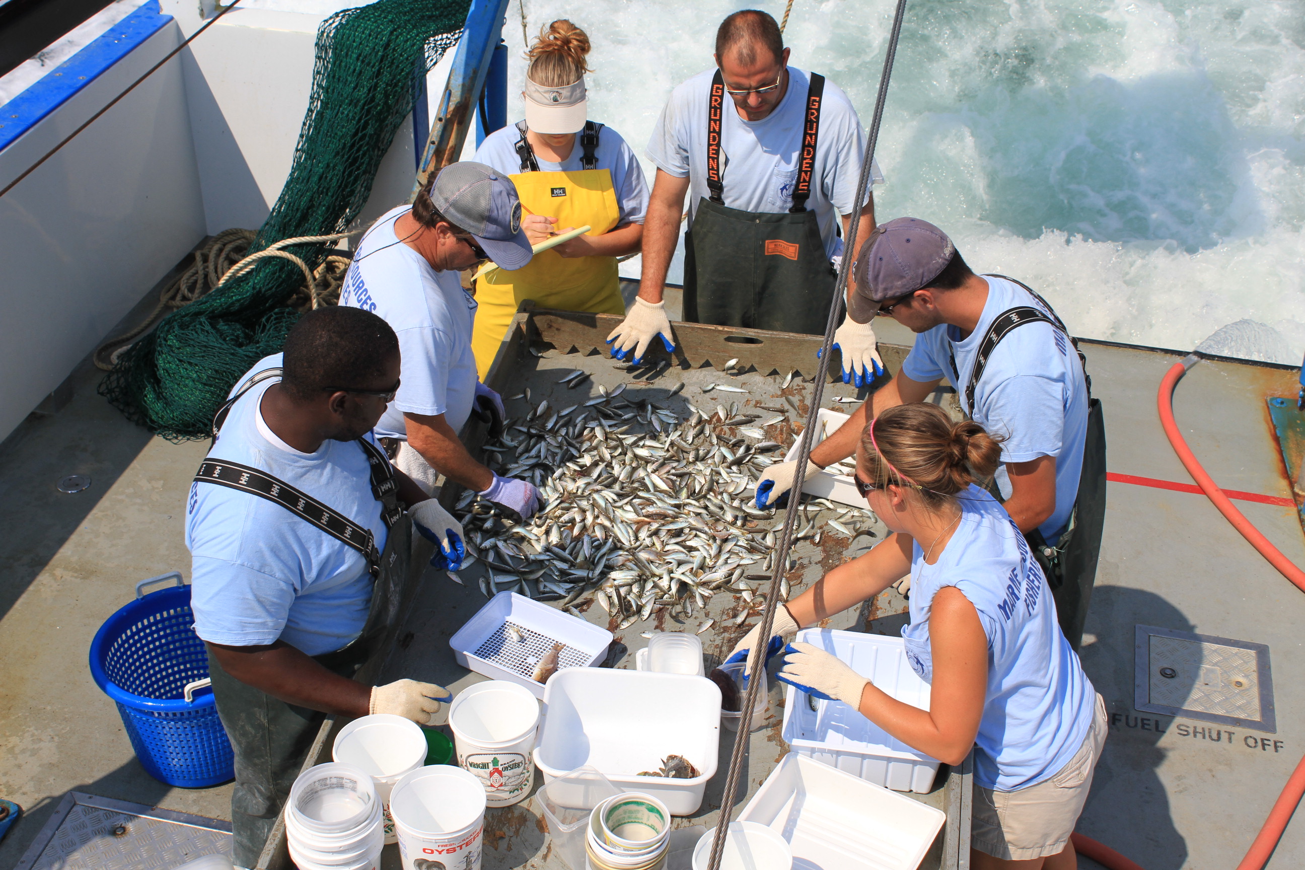 Crew sorting a Shrimp/Groundfish Survey catch aboard the vessel