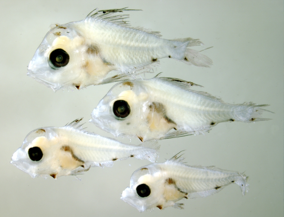 Larval snapper specimens